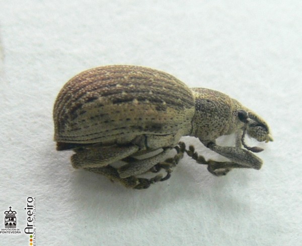 Curculionidos - Curculionid beetles - Curculionidos >> Curculionidos - Adulto de Cneorrhynus dispar.jpg